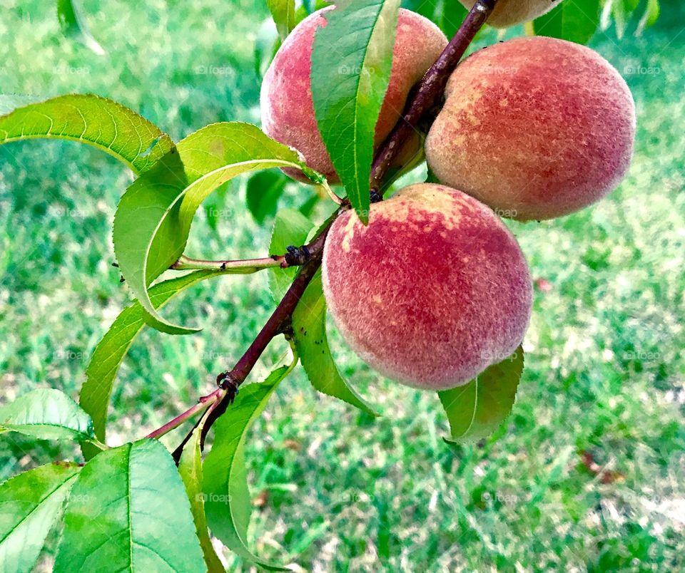 Three peaches on a branch