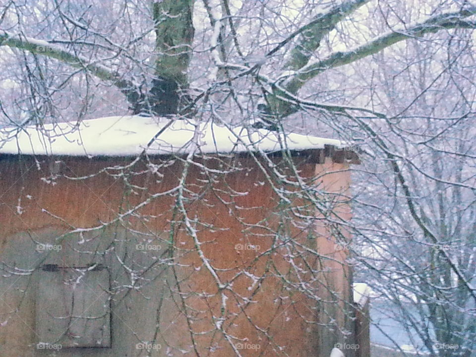 Winter, Tree, Nature, Snow, No Person