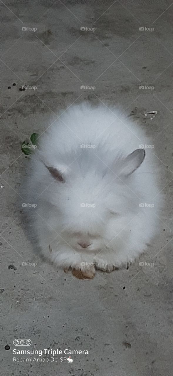 Bunny Rabbit Arnab