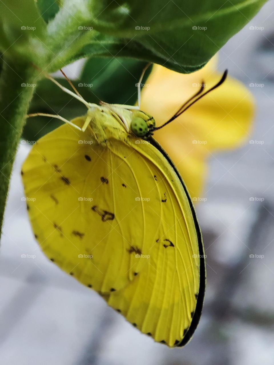 Common grass yellow