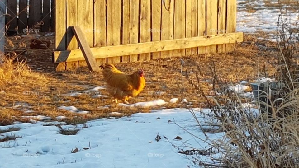 Winter Chicken