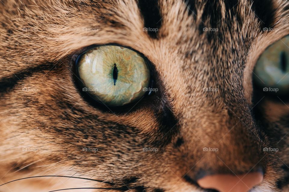 Cat eyes macro