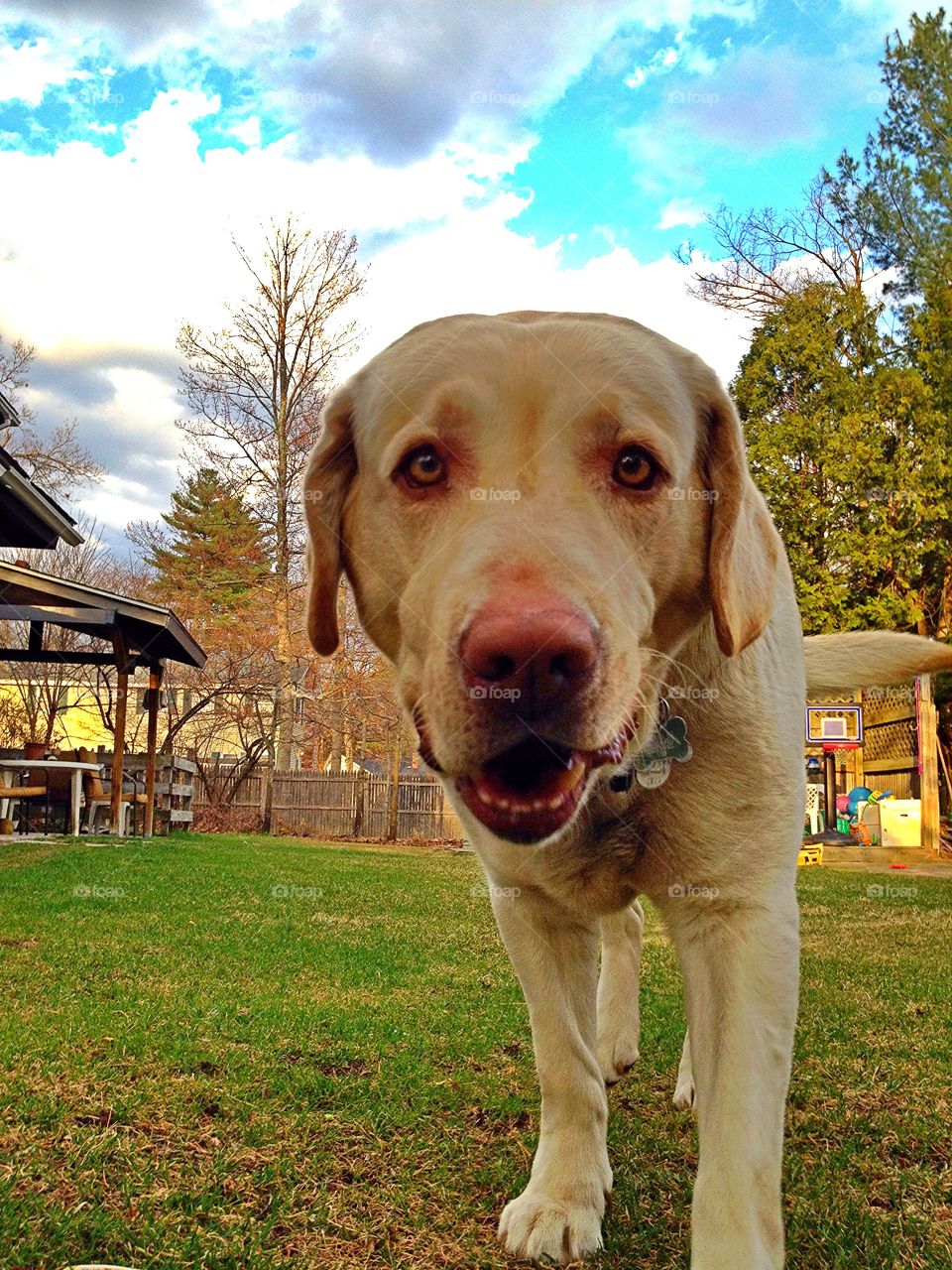 Smiling Dog