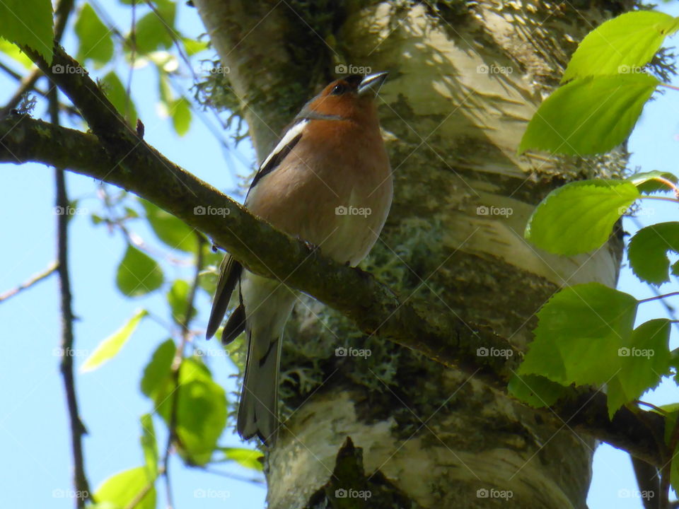 chaffinch