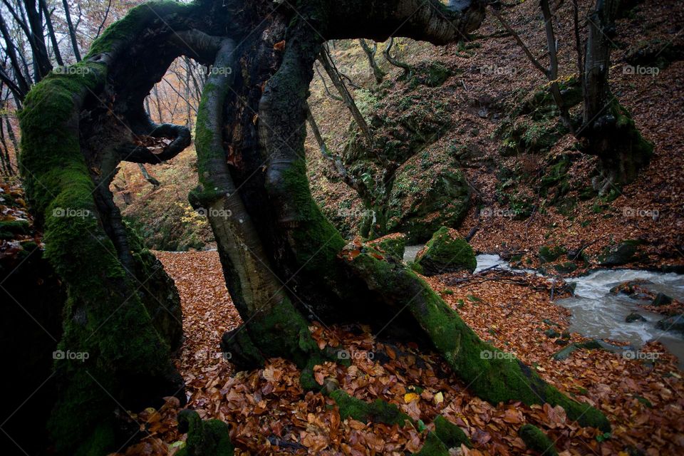 Old tree, dead leaves and stream 