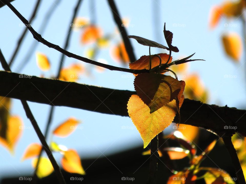 heart in a leaf 