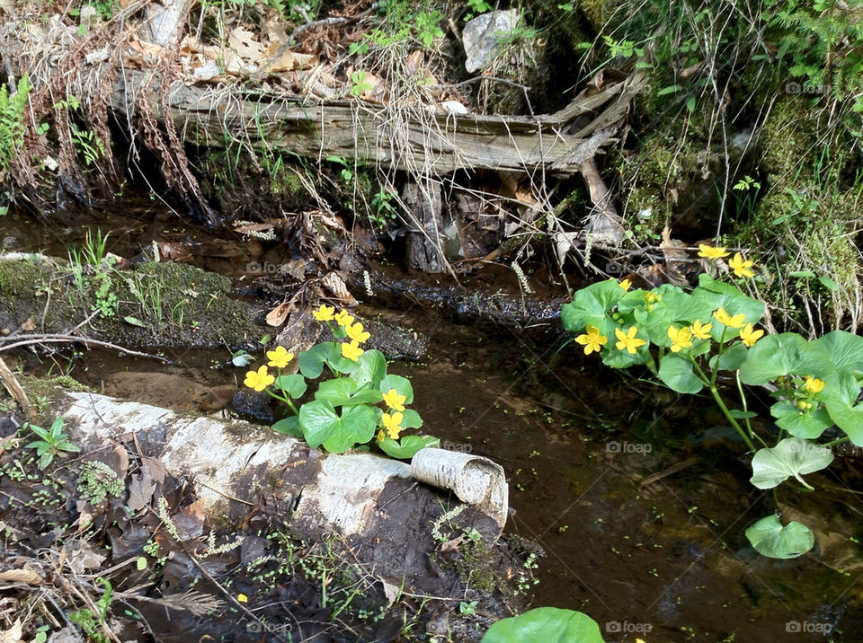 yellow plant cowslip marsh by miowan