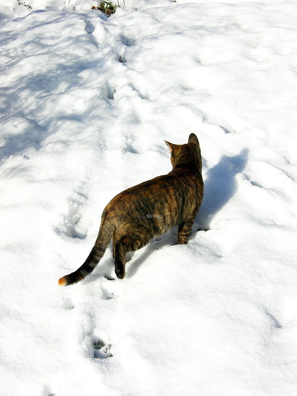 Snow Cat