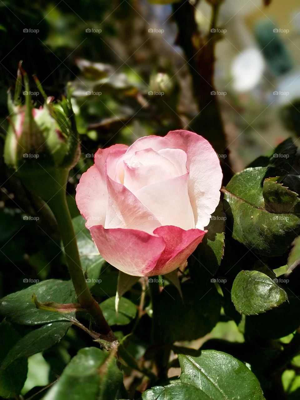 rose in garden