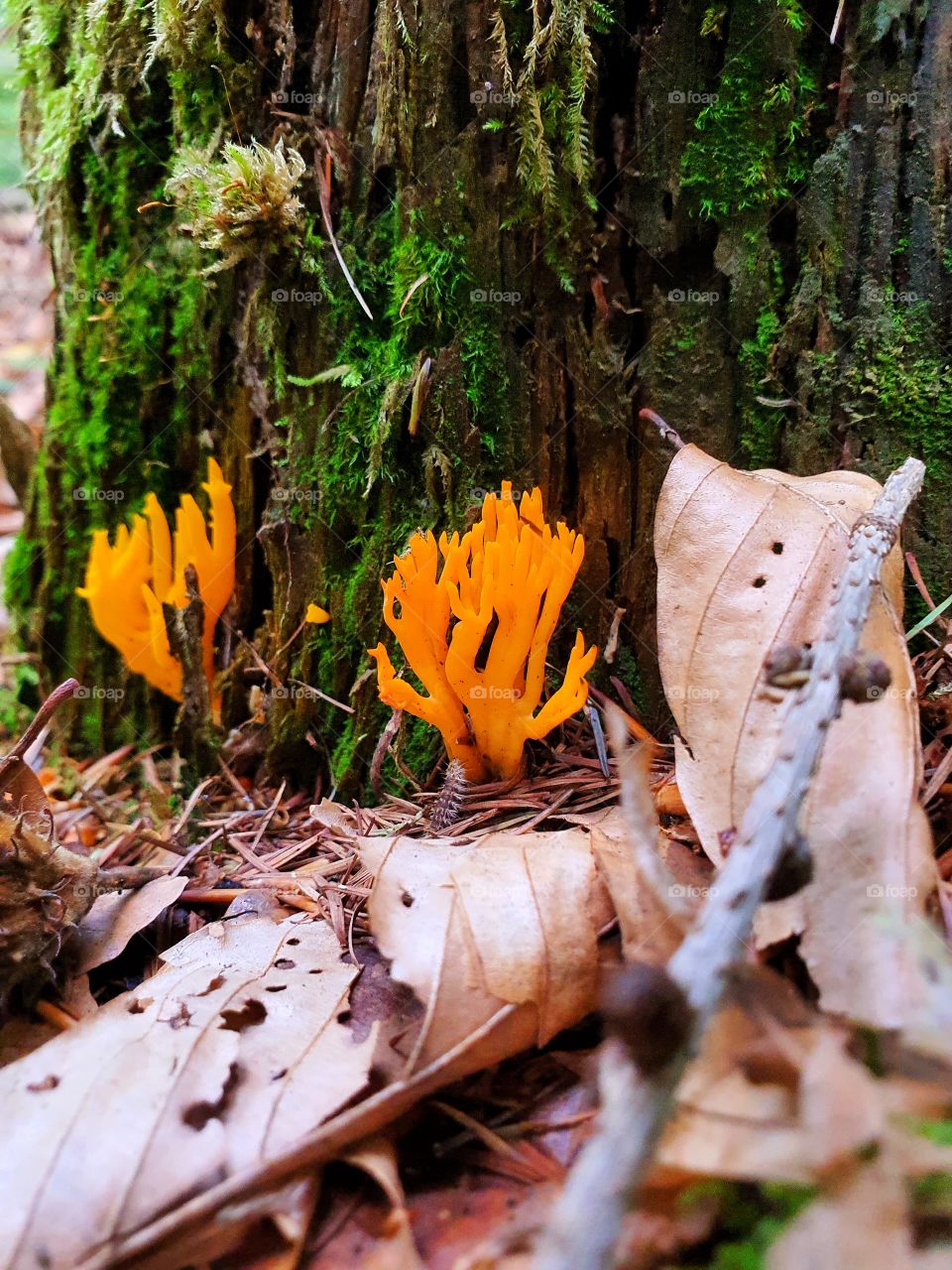 mushrooms at treestomp