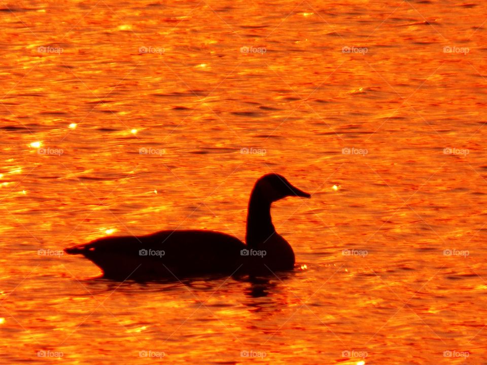 Sunset and a duck on the water in Indiana 