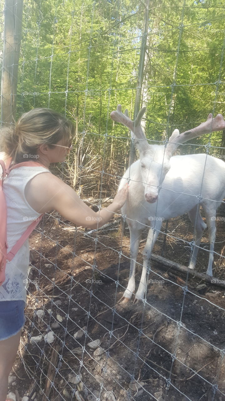 petting albino deer