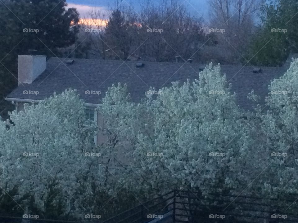 Spring Apple tree blossoms