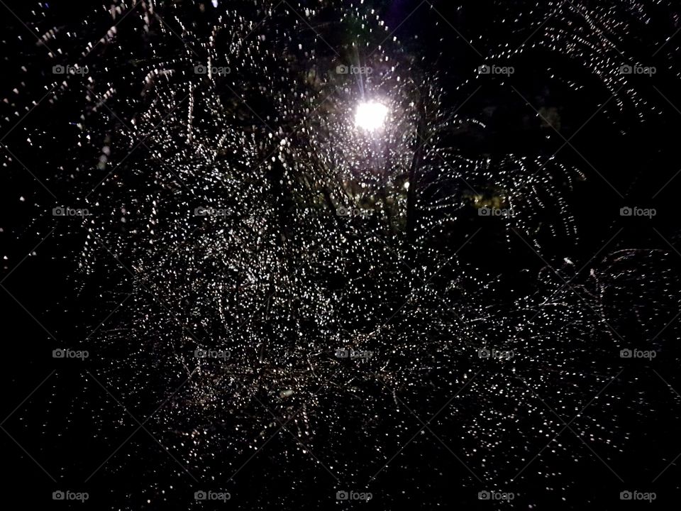 nighttime droplets of rain on a Casuarina tree
