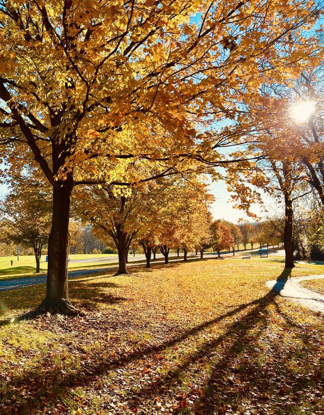 Beautiful fall