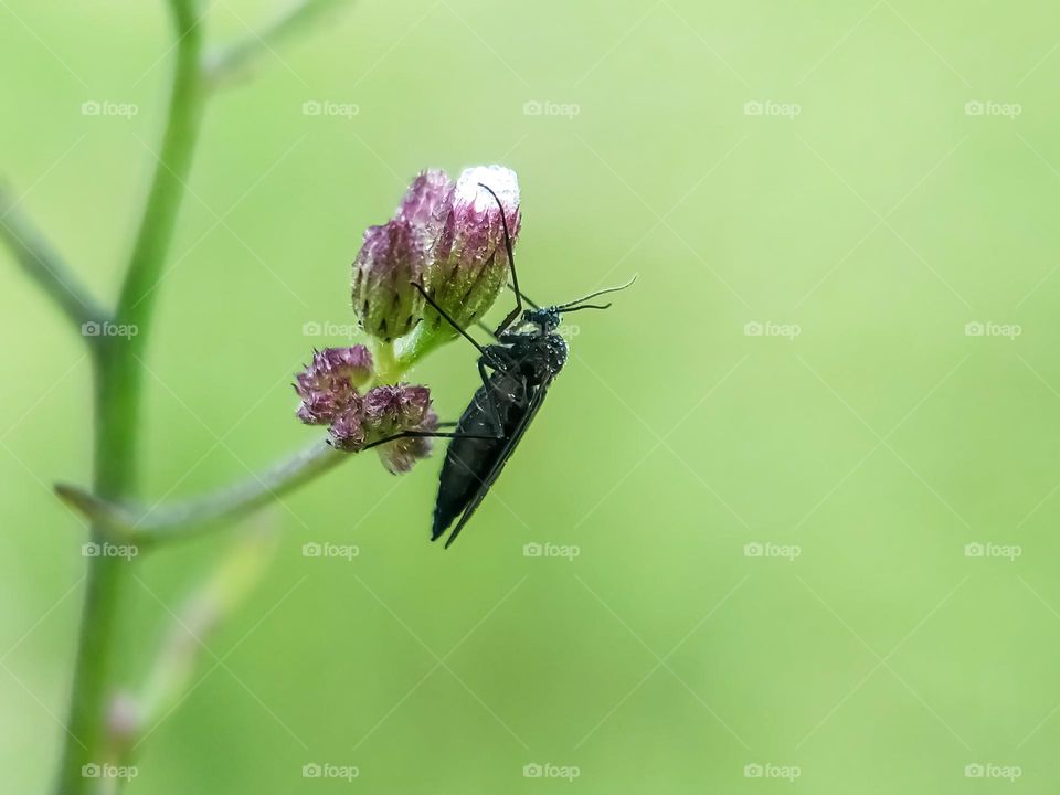 Small insect closeup - Macro photo of insects with wildflower.