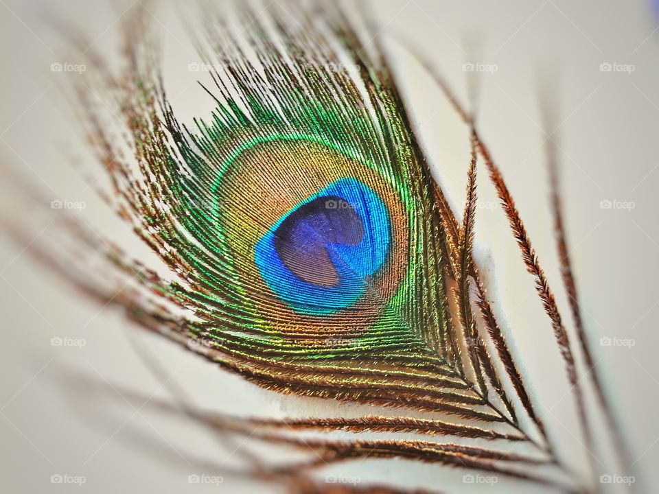 fly feather