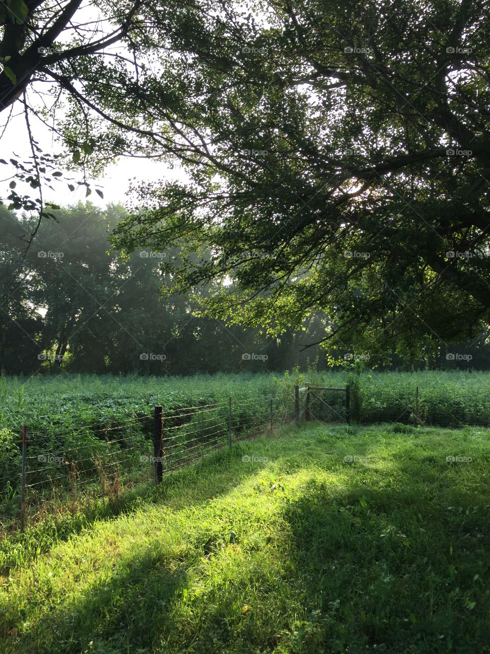 Shady Pasture