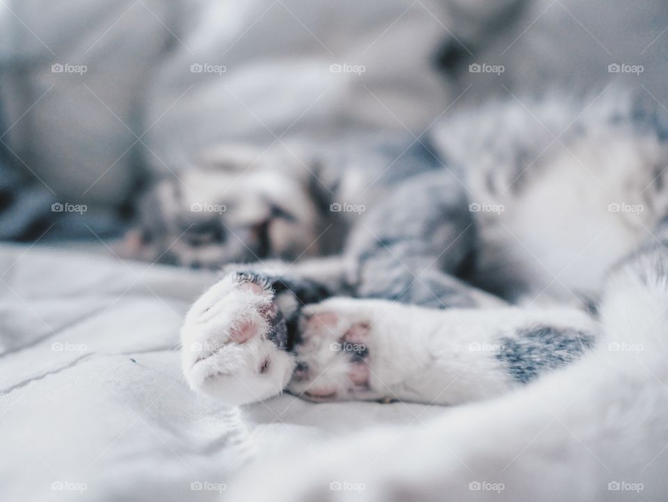 Kittens feet 