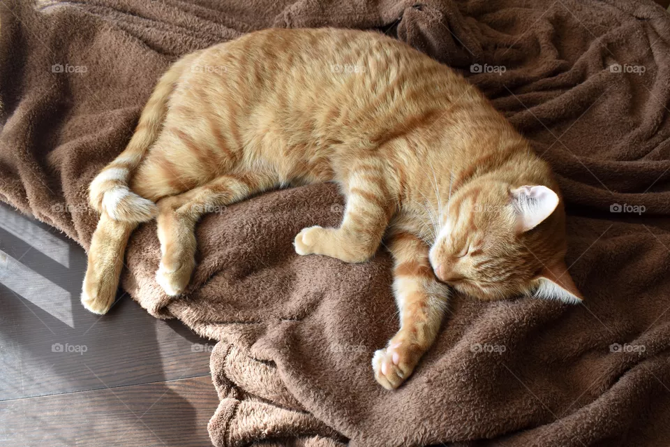 Ginger cat sleeping on a soft brown blanket.