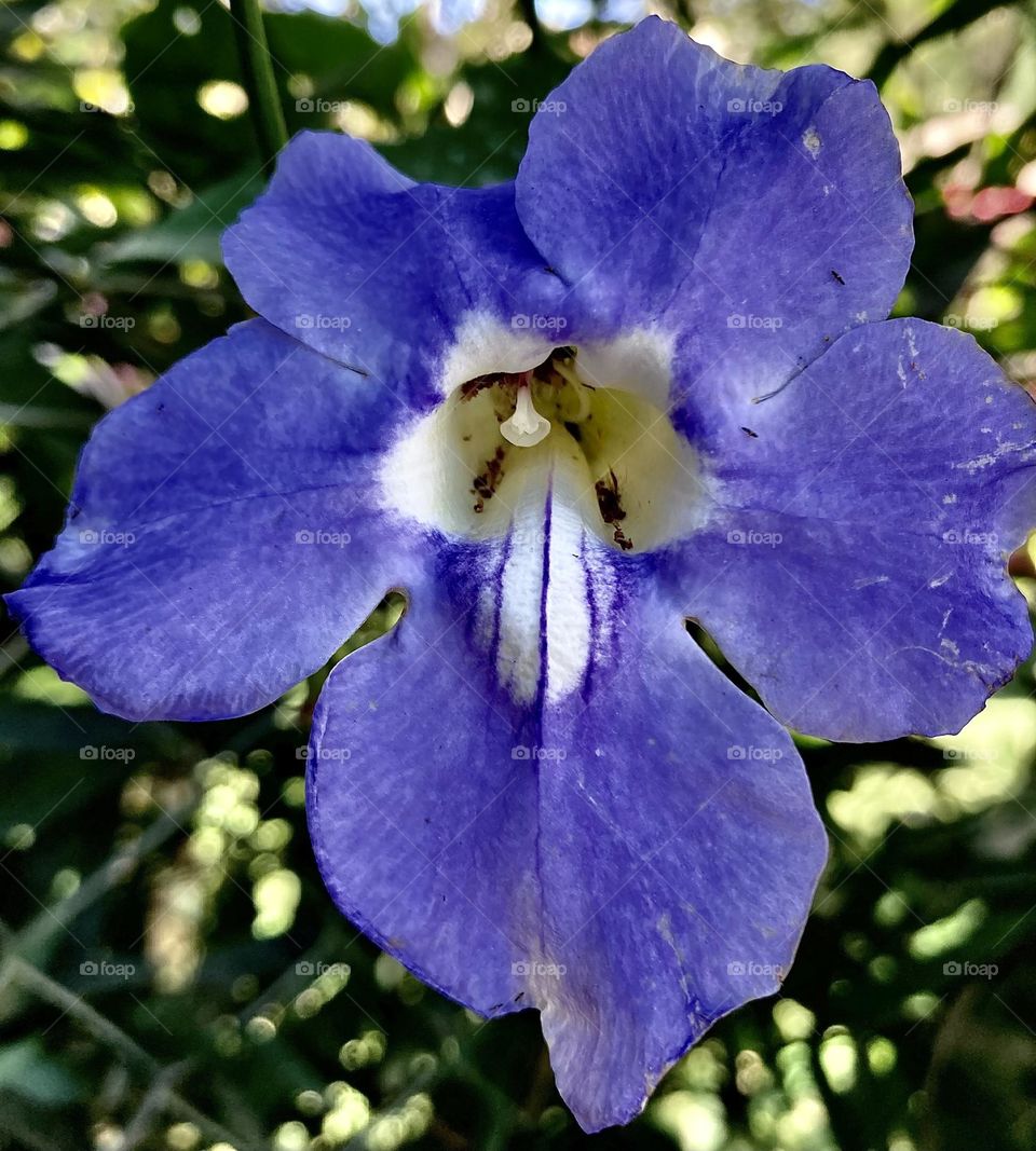 🌹 🇺🇸 Very beautiful flowers to brighten our day.  Live nature and its beauty. Did you like the delicate petals? / 🇧🇷 Flores muito bonitas para alegrar nosso dia. Viva a natureza e sua beleza. Gostaram das pétalas delicadas? 