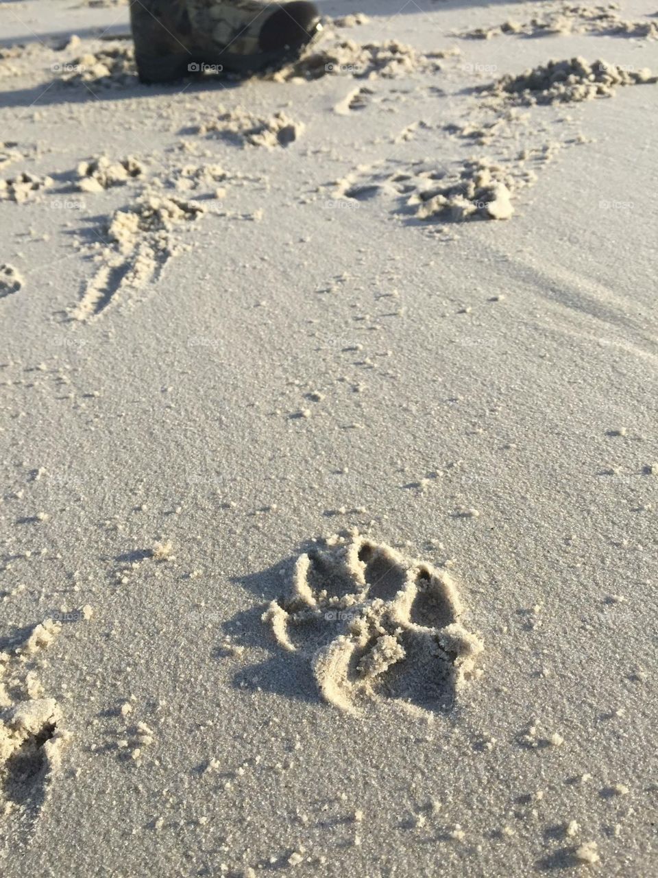 Dog prints in the sand.
