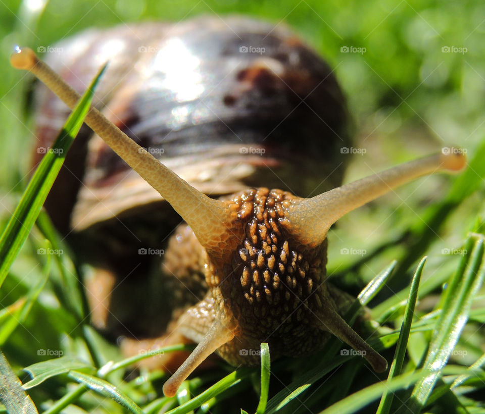 Snail in grass
