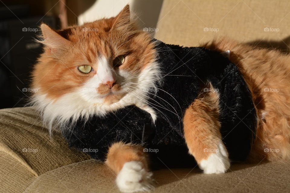 cat relaxing home in vest cozy winter beautiful portrait