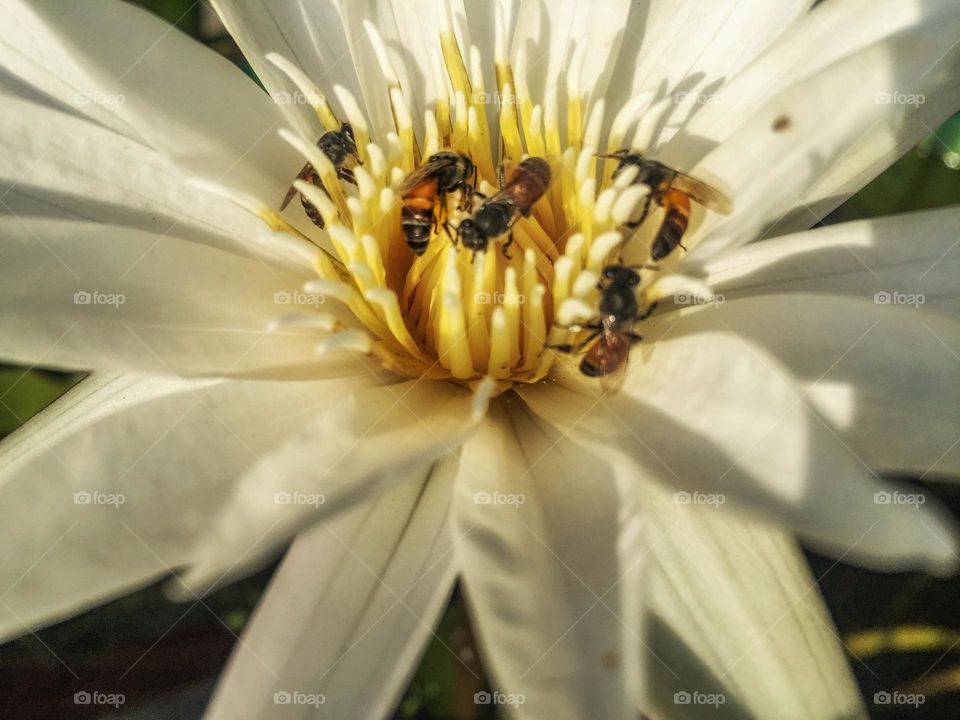 Bees in lotus