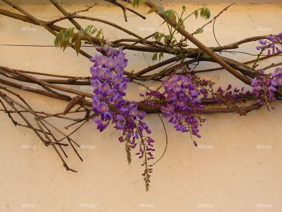 wisteria