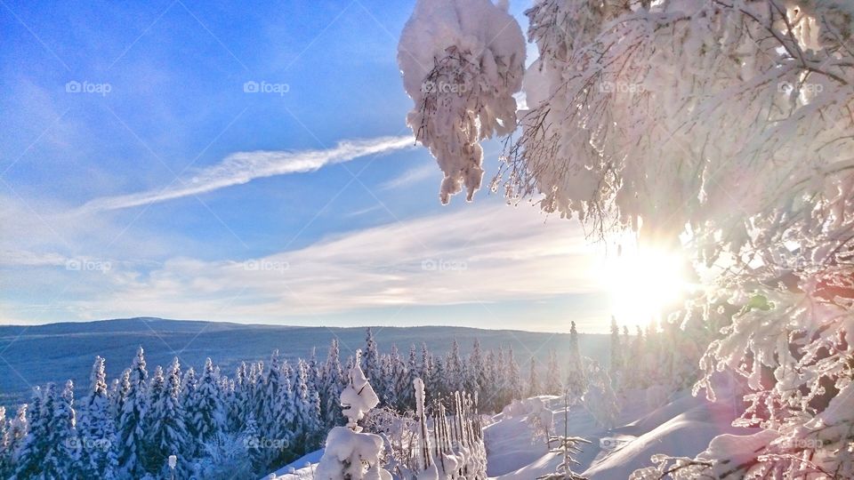 High angle view of snowy forest