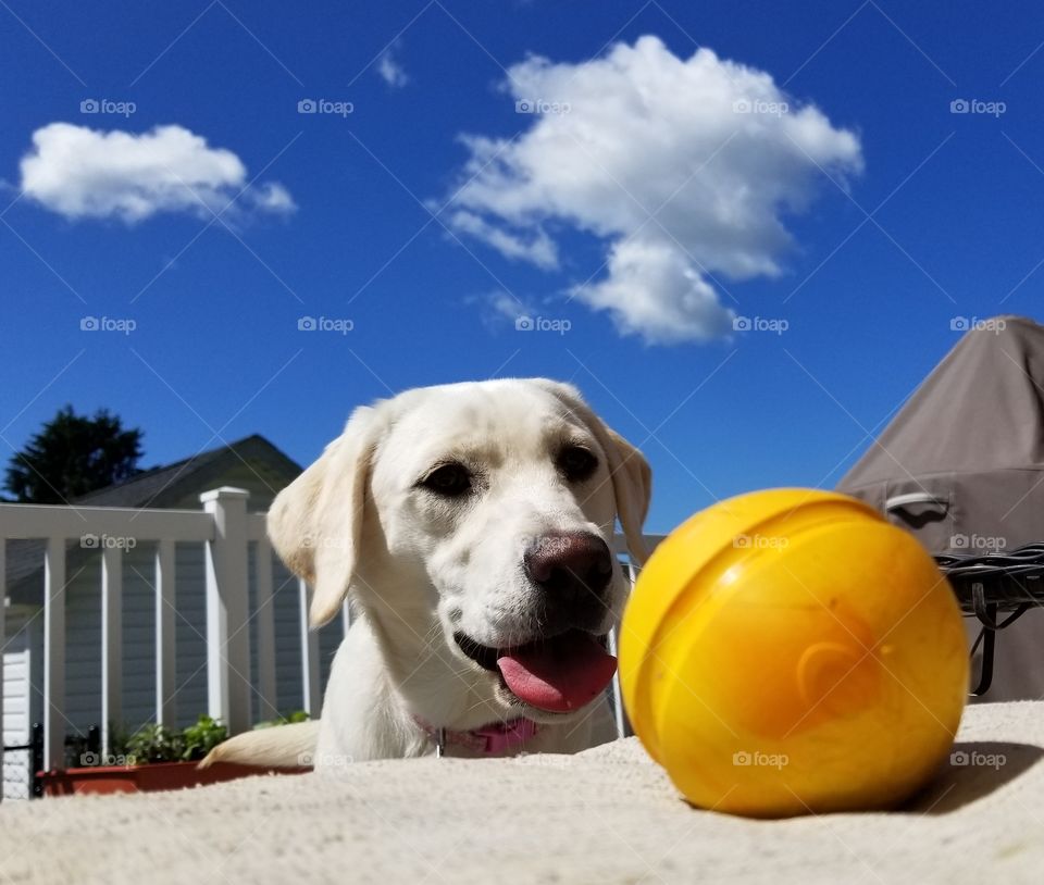 White Labrador Ball Obsession