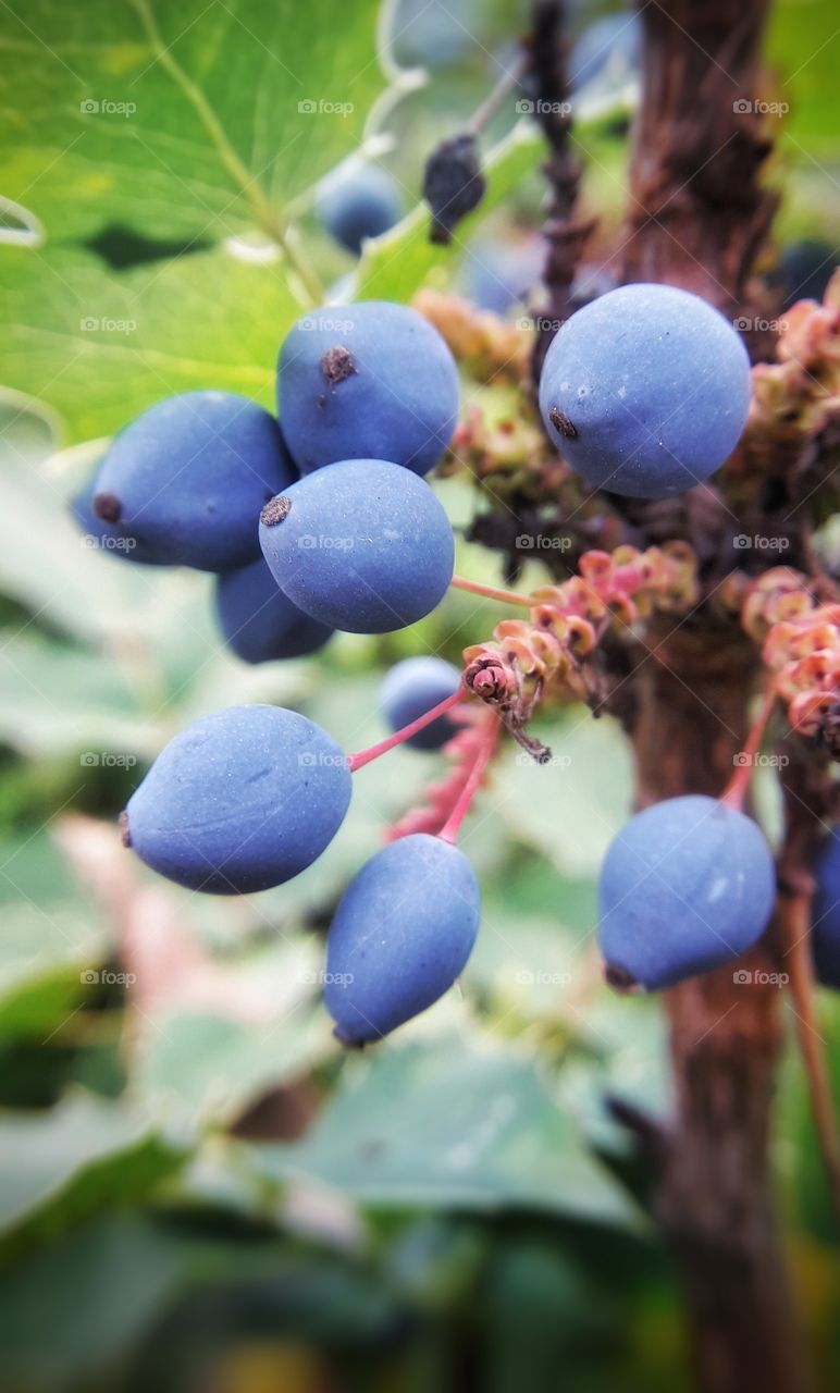 Blue berries, macro