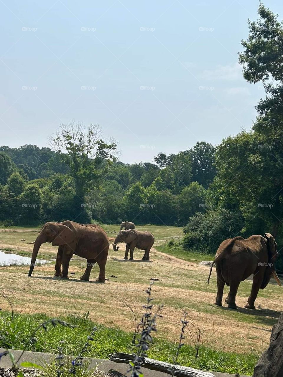elephants