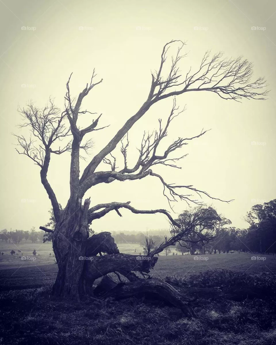 natural  weather