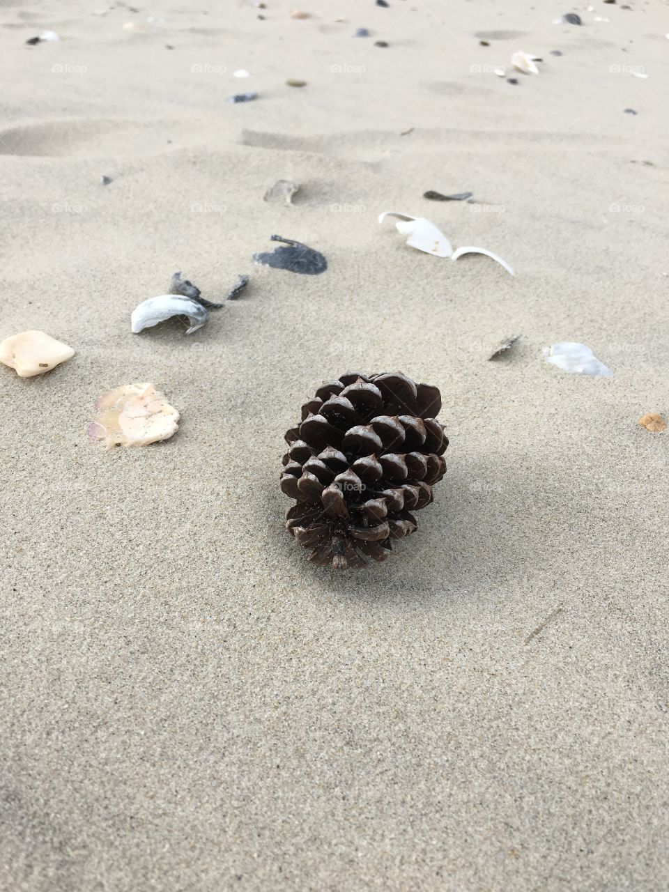 Pine cone and seashells
