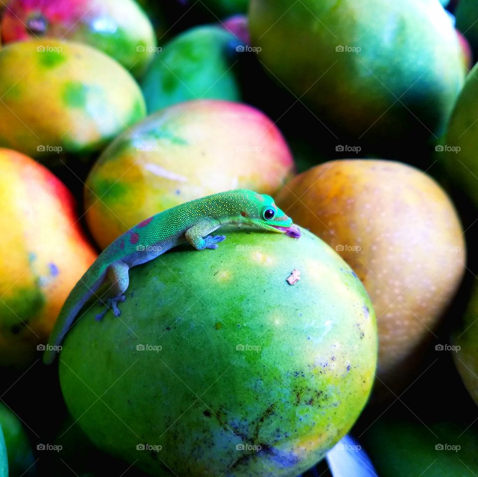 Green gecko on fruit