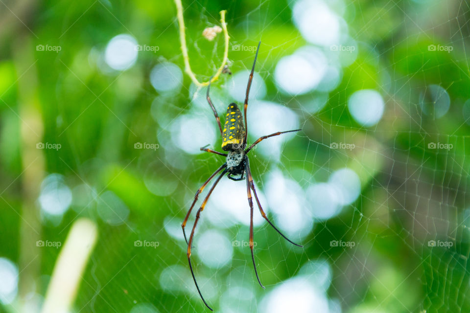 Spider in Thailand