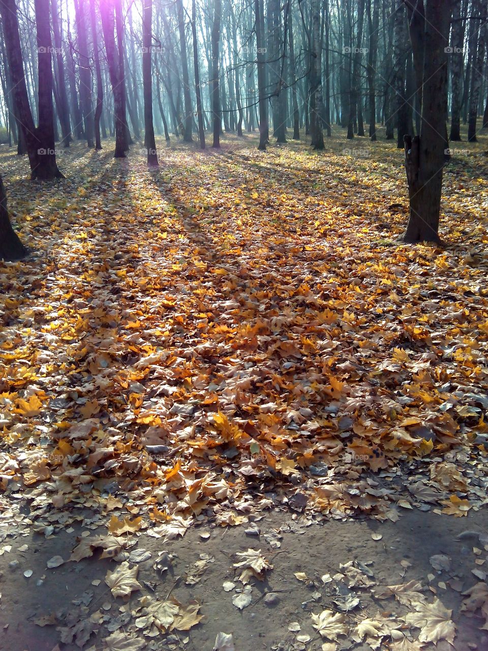 Fall, Leaf, Nature, No Person, Wood