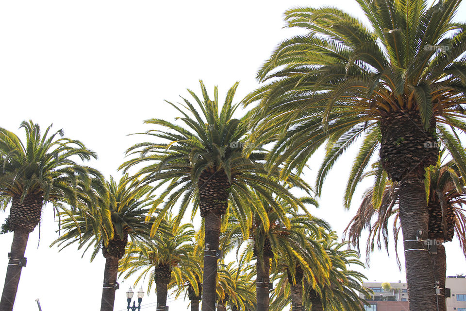 Palm trees