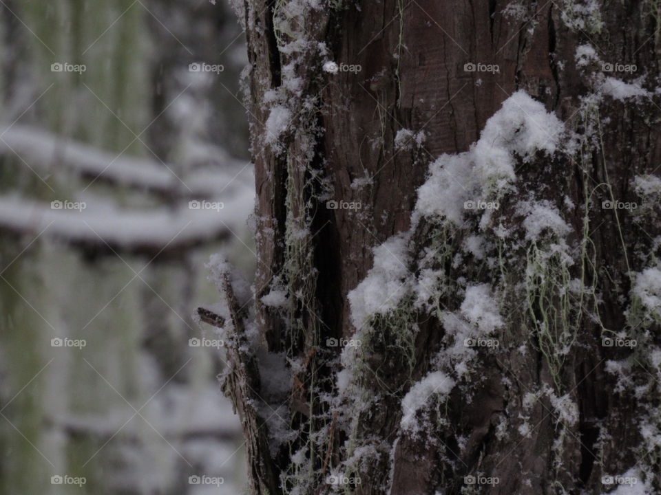 cedar trunk in winter