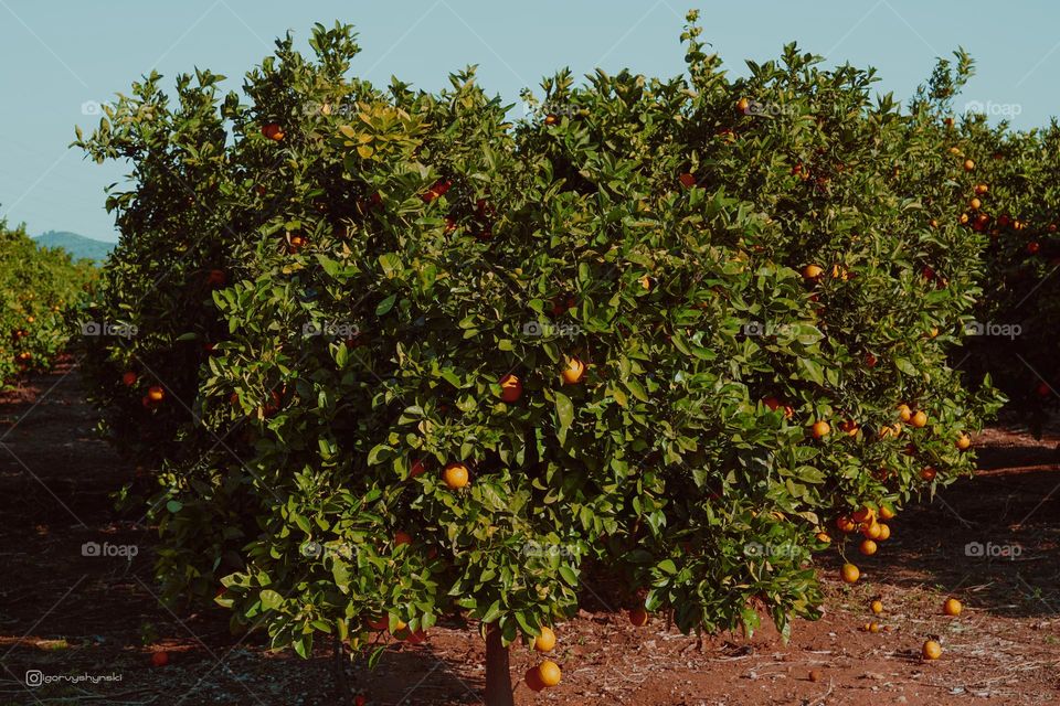 апельсиновое дерево