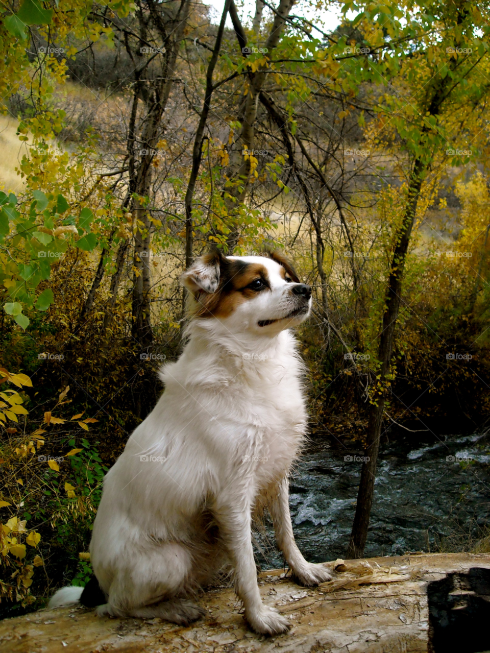 dog forest fall autumn by _tay