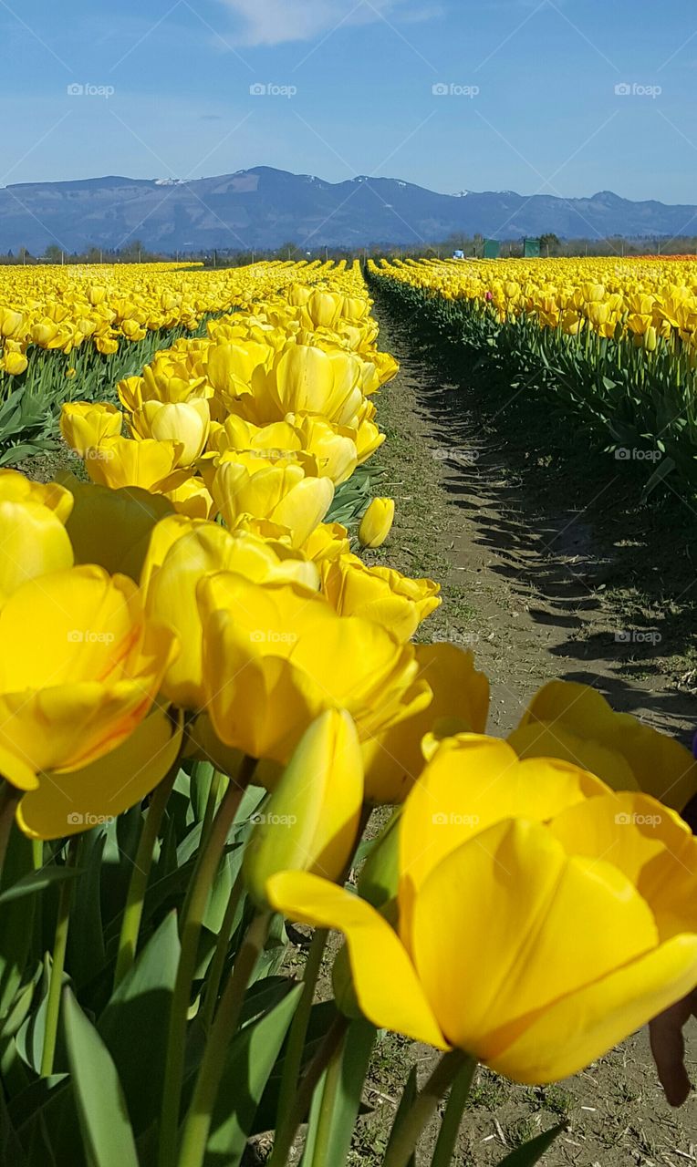 Dutch Tulips