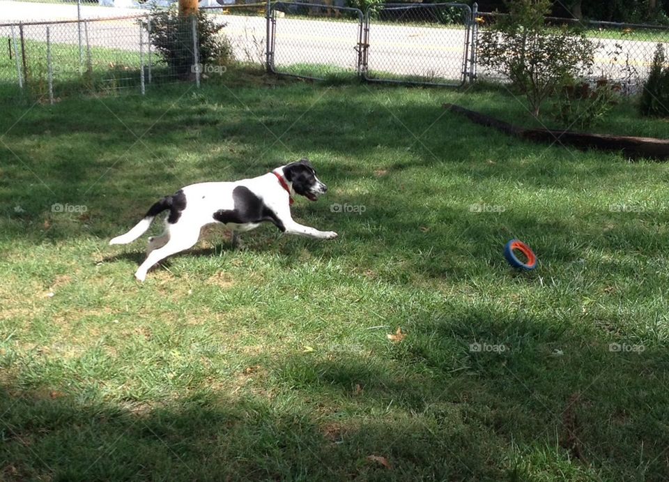 Dog running