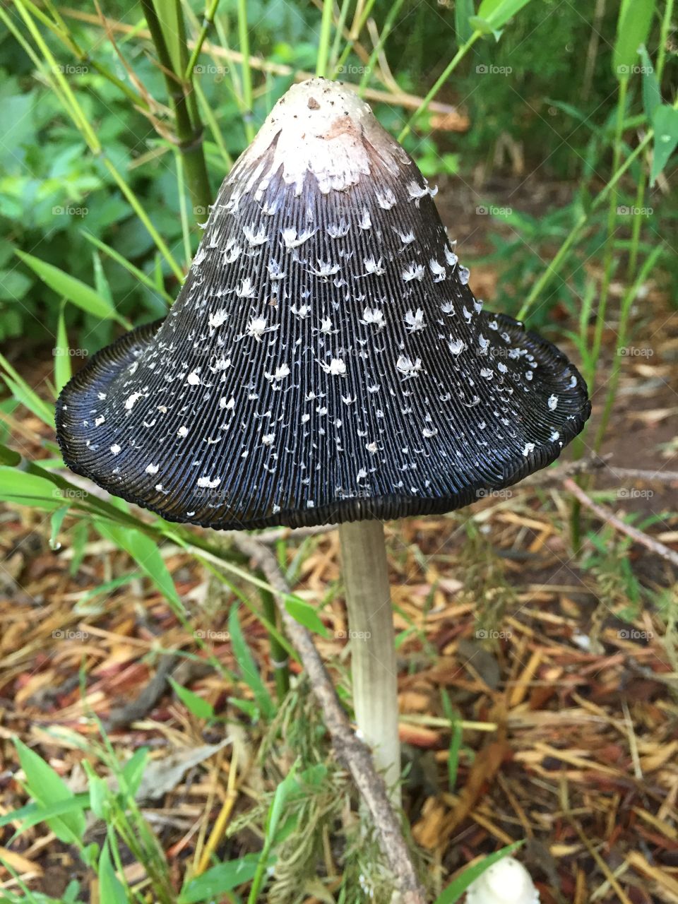 Black Mushroom 2
