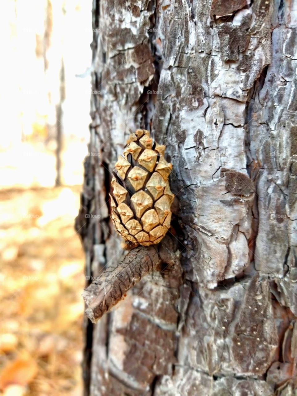 Pine cone, fairy forest, silence