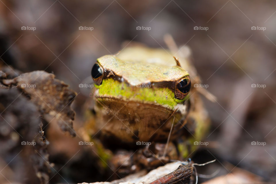 Hello little Green tree frog 