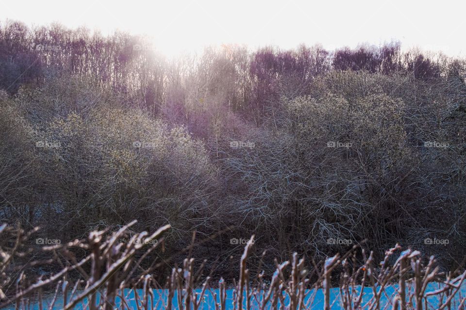 low winter sun over trees, fields and hedgerows