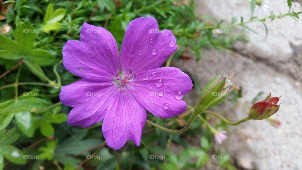 Water drop on purple flower